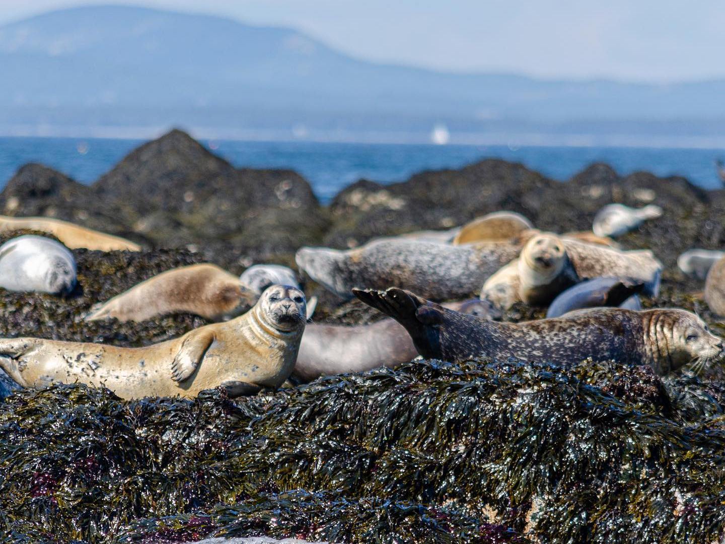 a group of seals on the coast of Maine