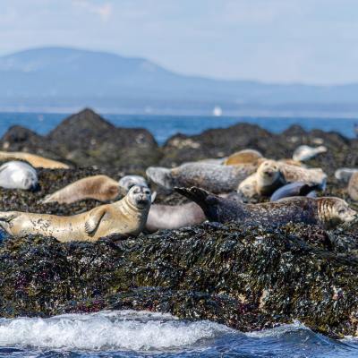 a group of seals on the coast of Maine
