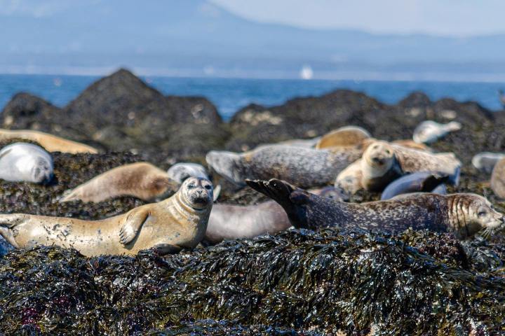 a group of seals on the coast of Maine