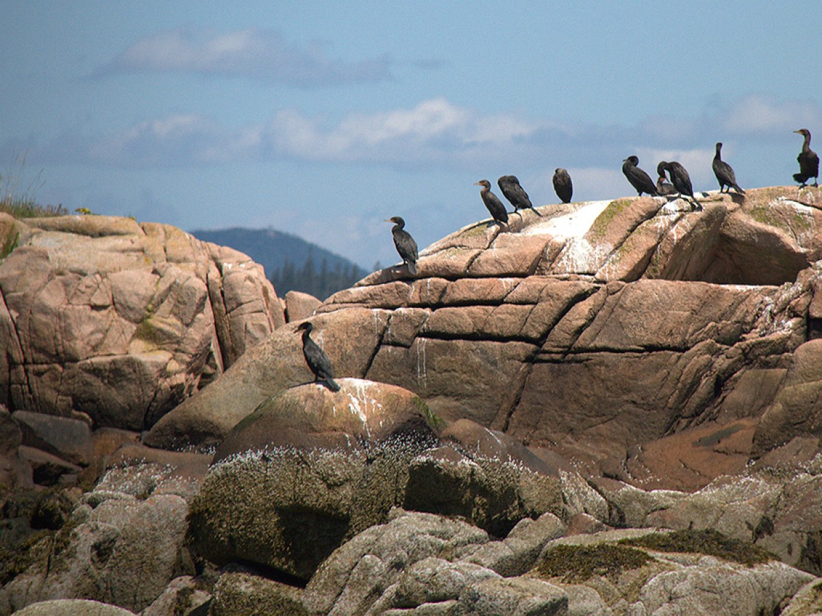 a flock of birds sitting on top of a rock