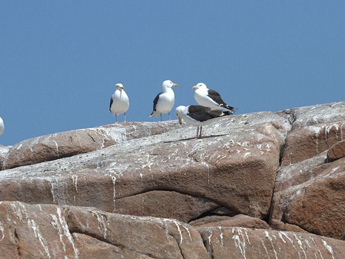a flock of seagulls standing on a rock