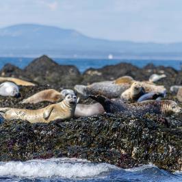a group of seals