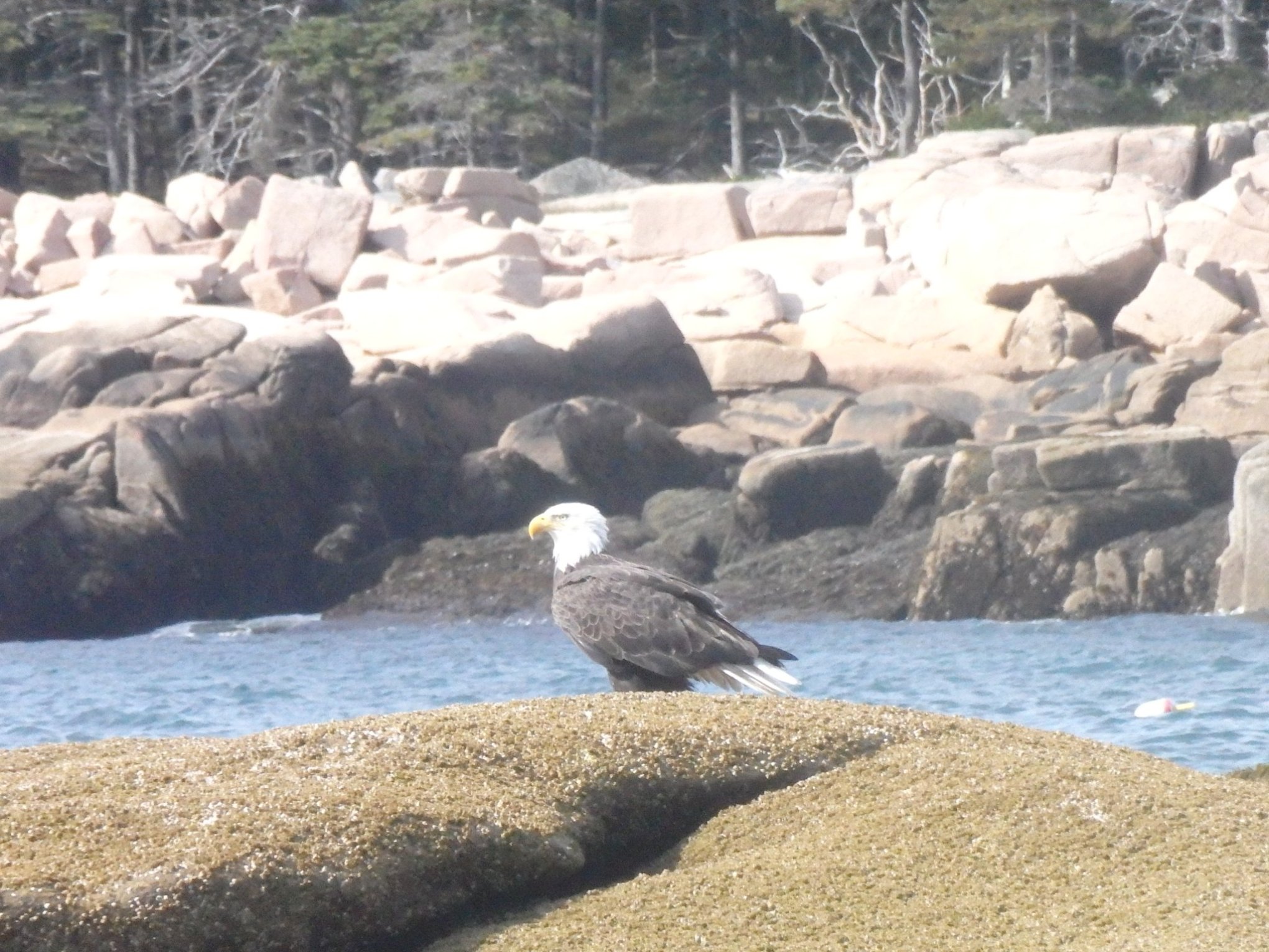 an eagle standing on a rocky beach