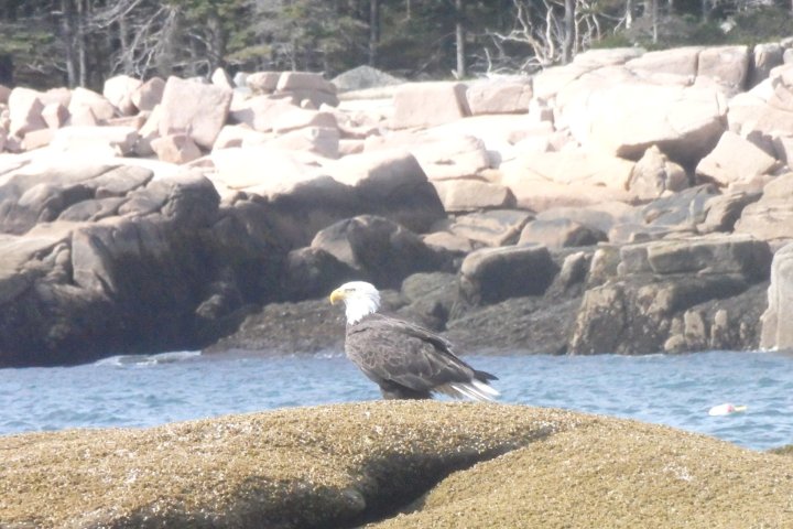 an eagle standing on a rocky beach