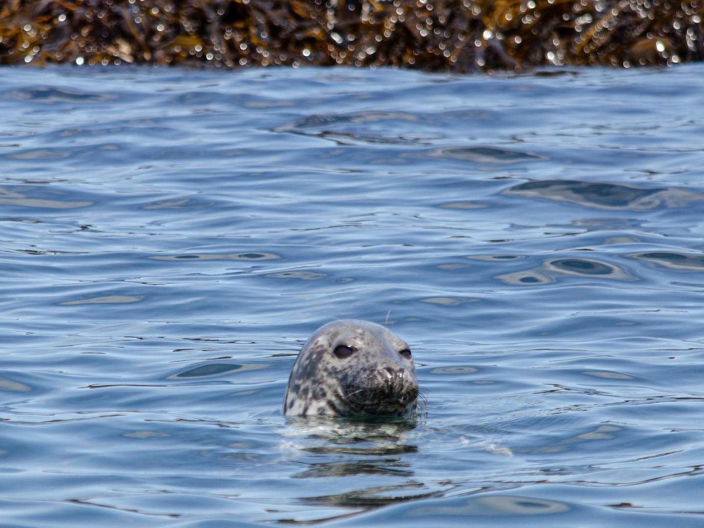 a seal swimming in Blue Hill Bay