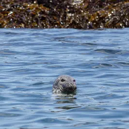 a seal swimming in Blue Hill Bay