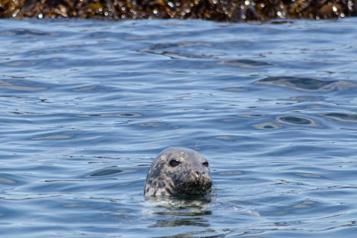 a seal swimming in Blue Hill Bay