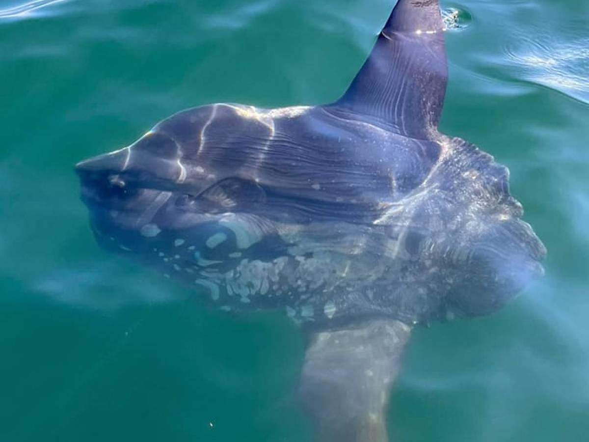 an ocean sunfish swimming in the water