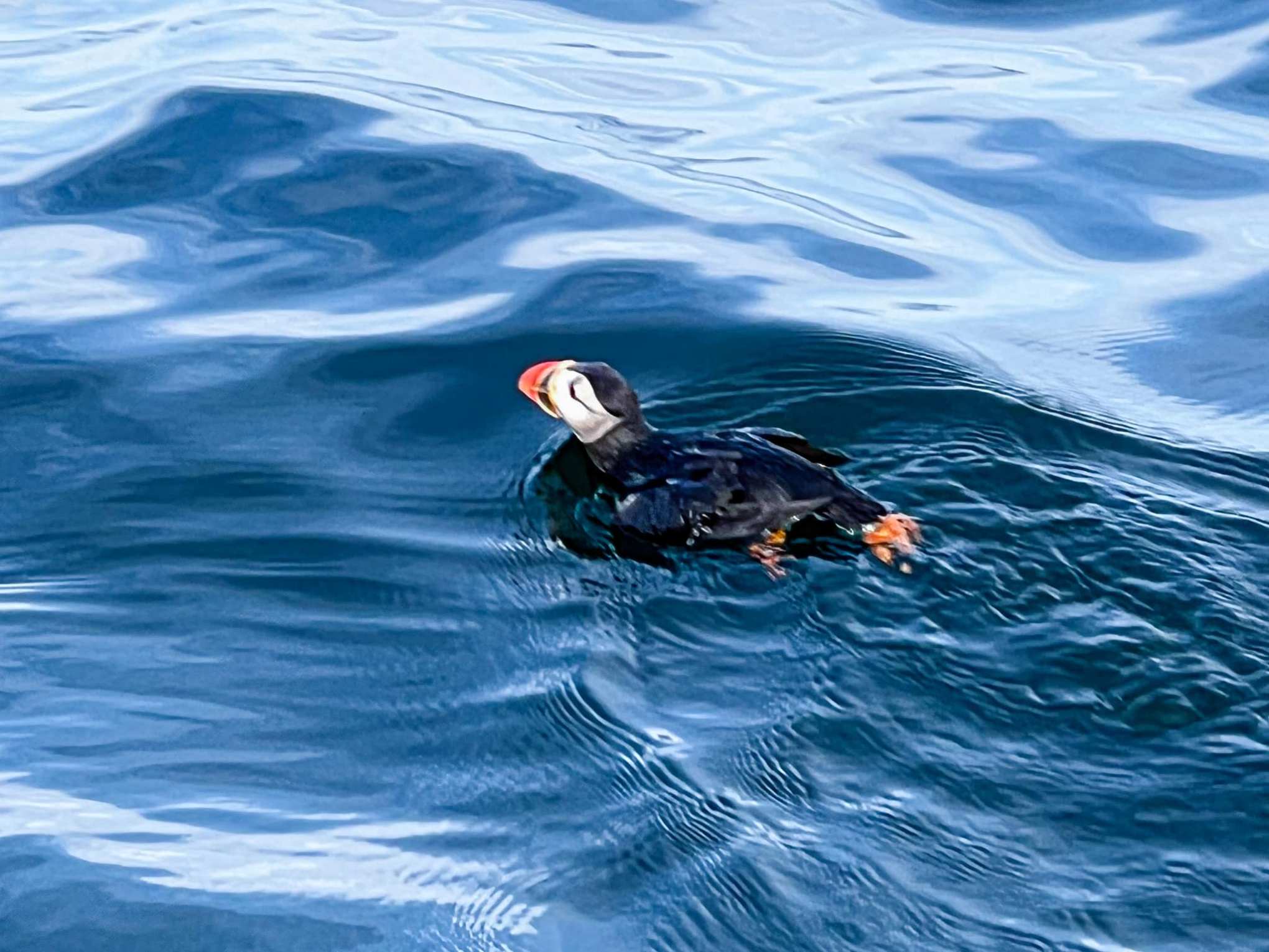 a puffin swimming in a body of water
