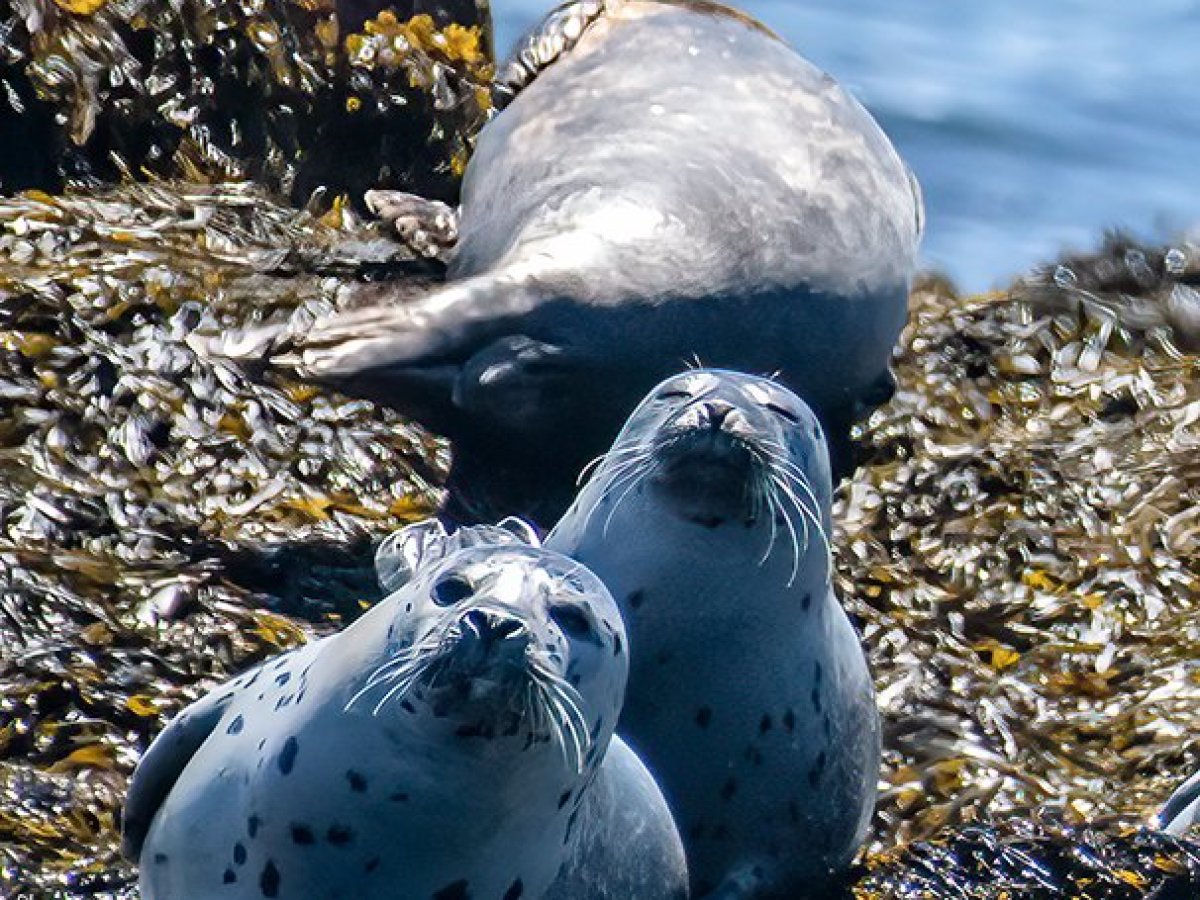 a seal on a rock next to water