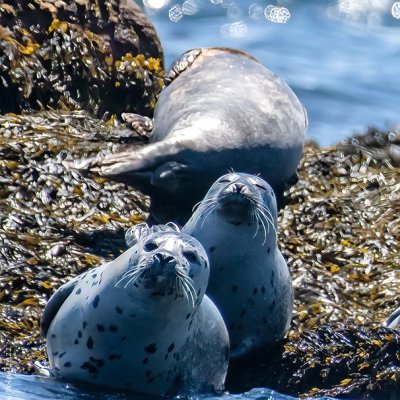 a seal on a rock next to water