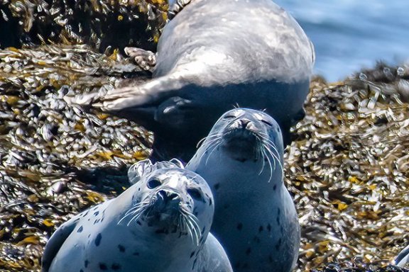 a seal on a rock next to water