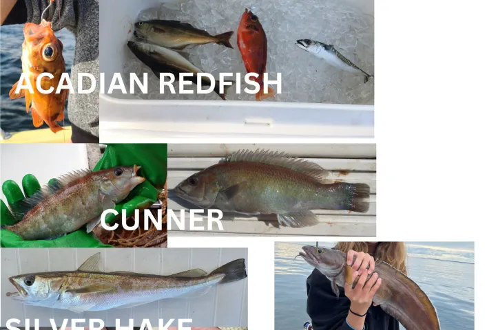 Fish species