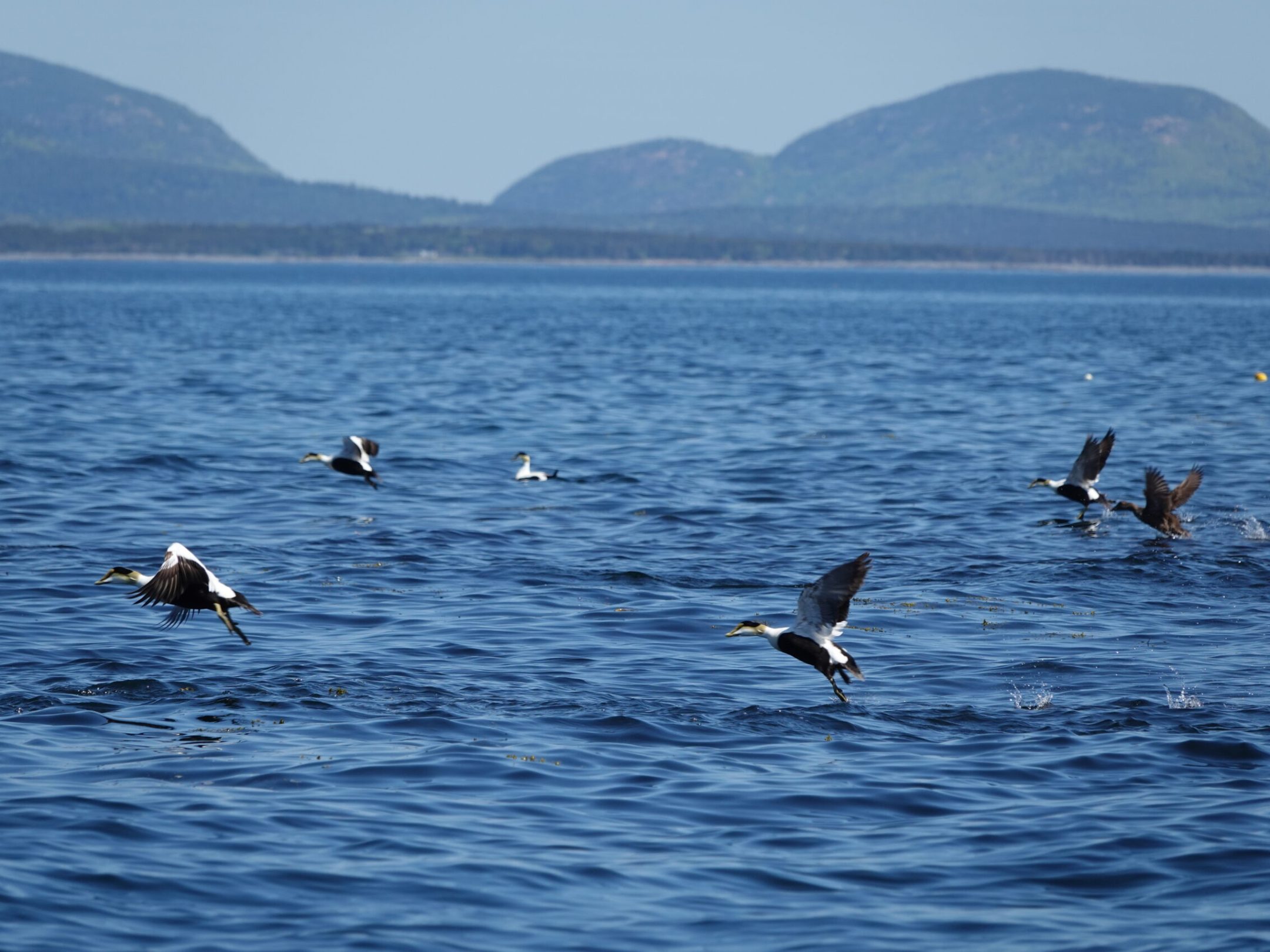 a flock of ducks are swimming in Maine ocean