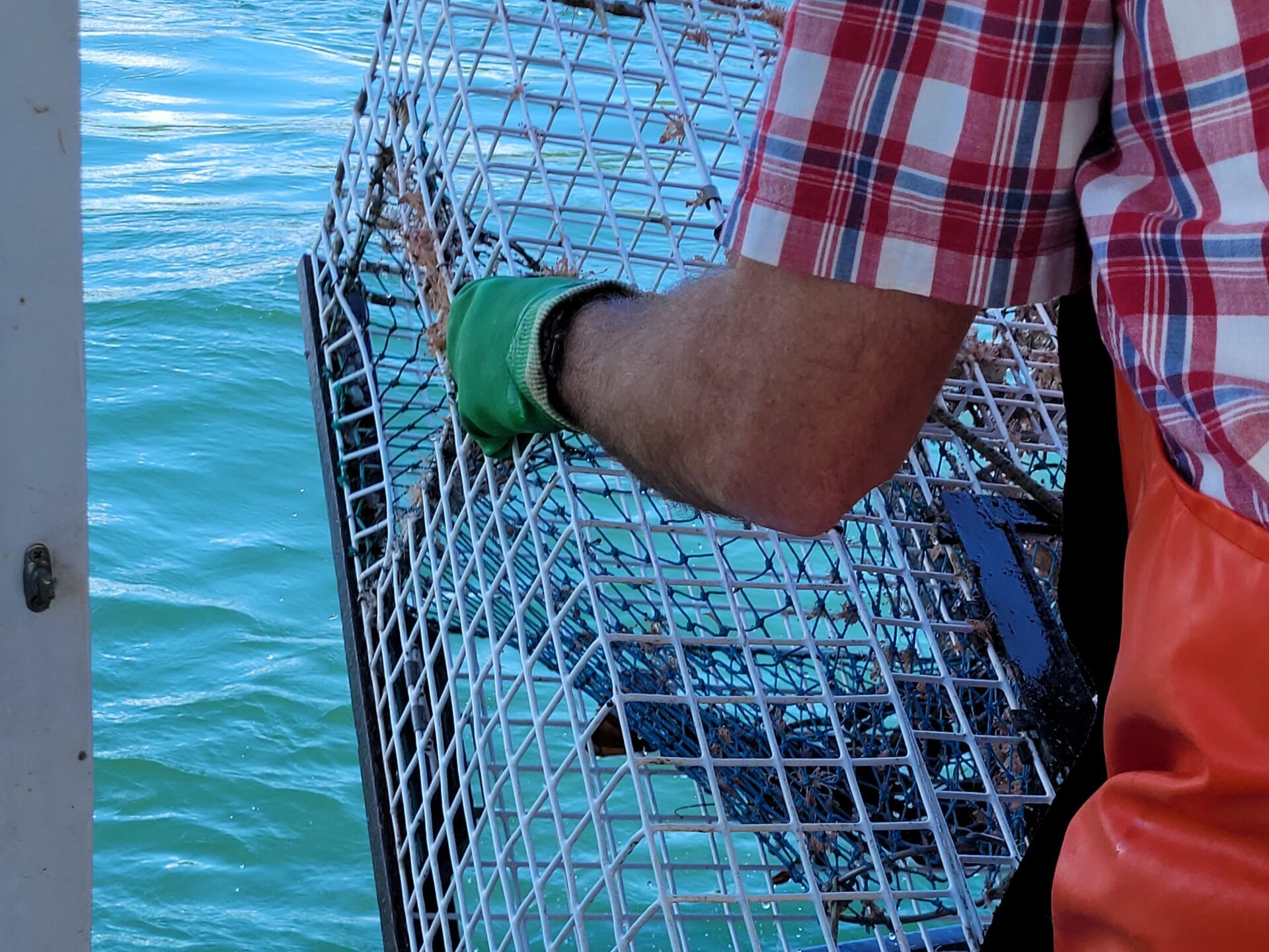 hauling a trap in Maine