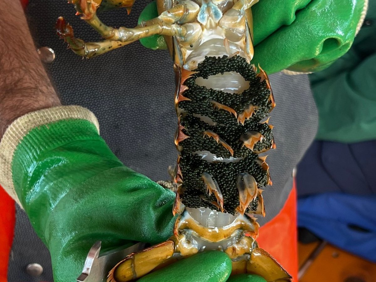 holding a lobster