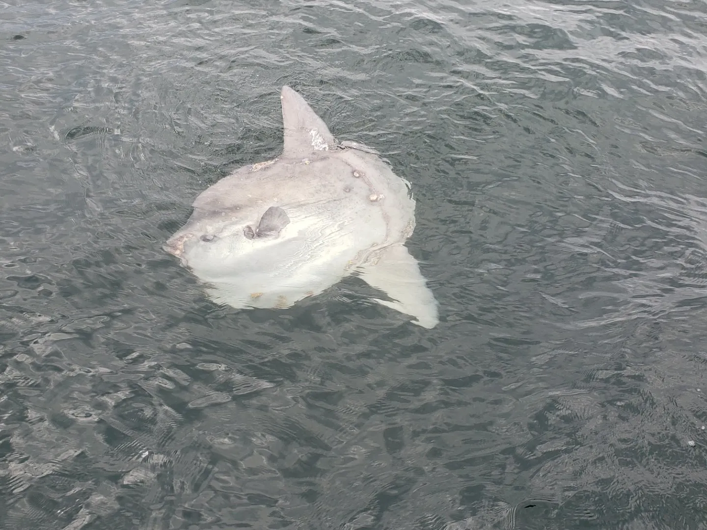 a fish in Maine