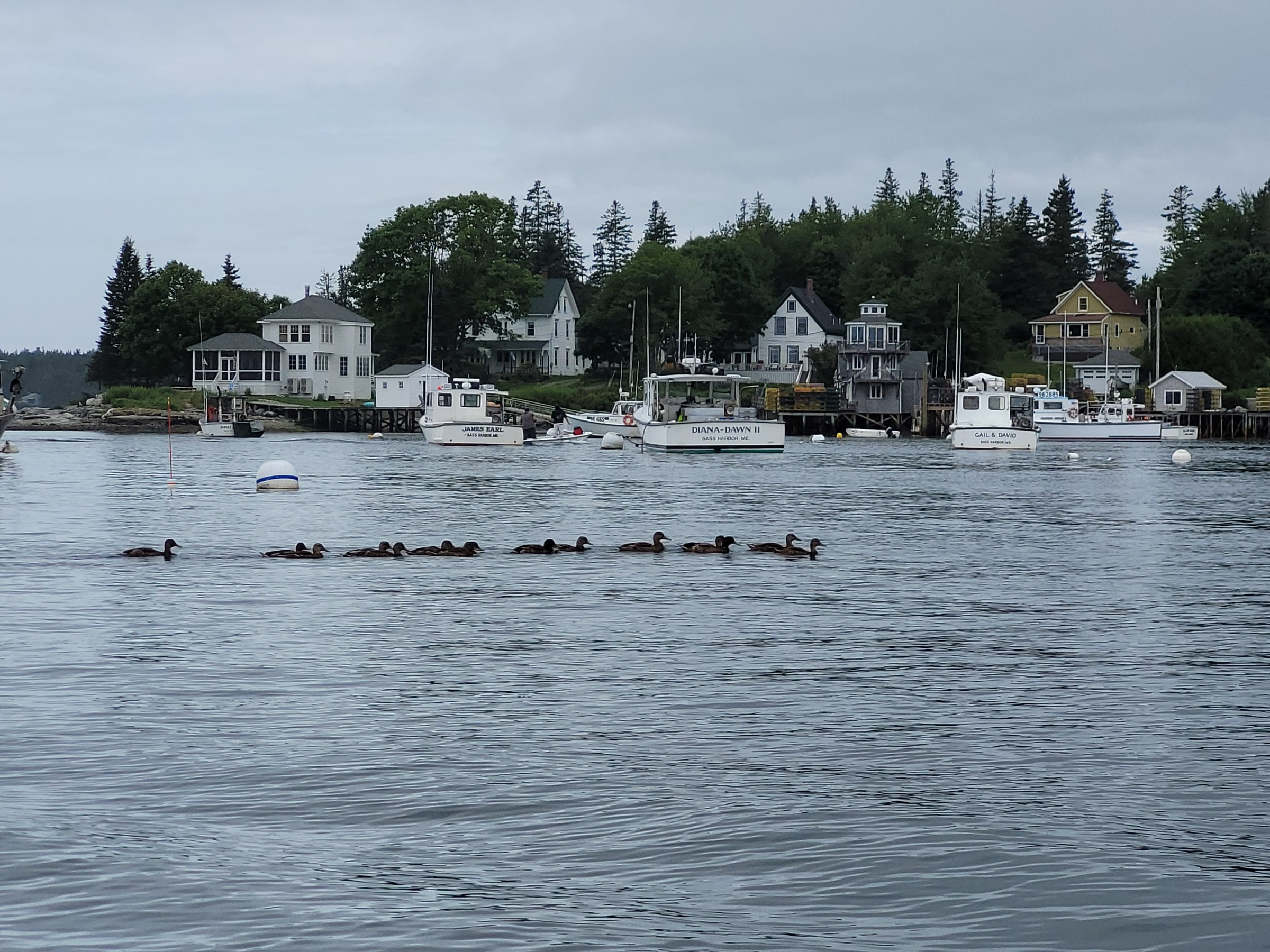 a flock of ducks are swimming in a body of water
