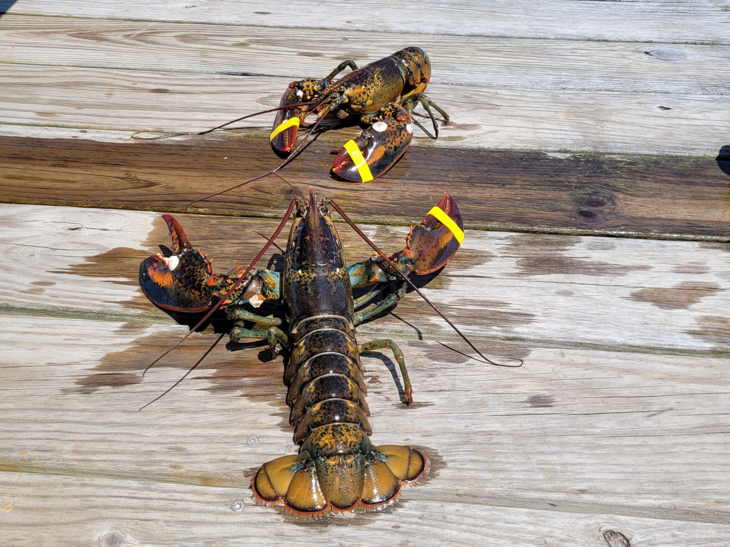 lobster sitting on a dock