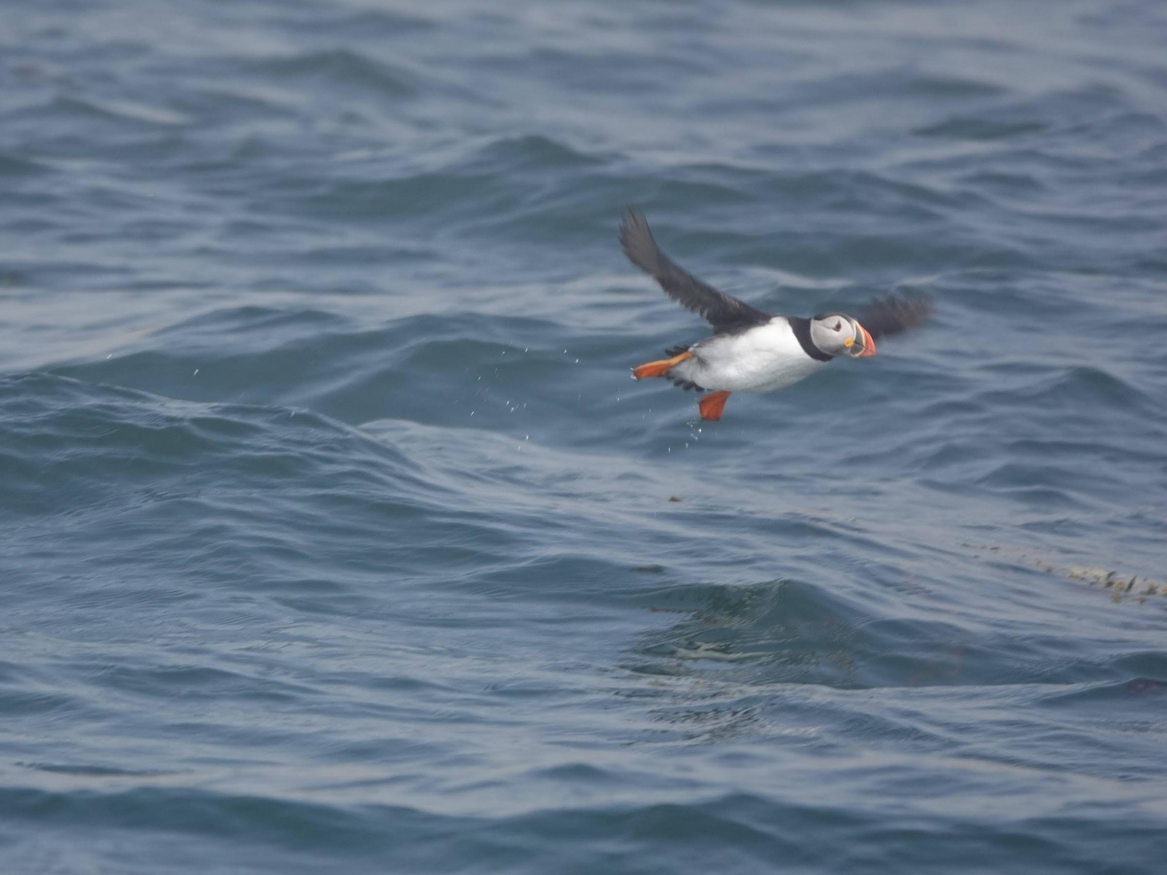a bird swimming in water next to the ocean