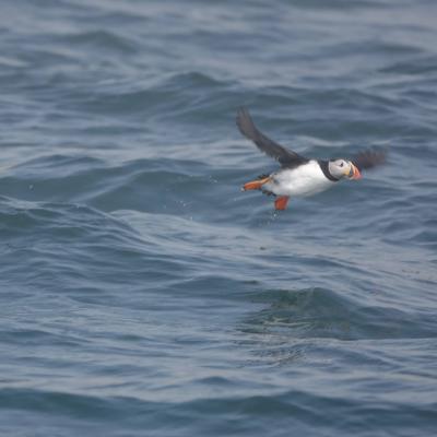 a bird swimming in water next to the ocean