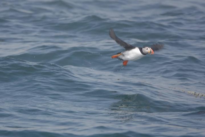 a bird swimming in water next to the ocean