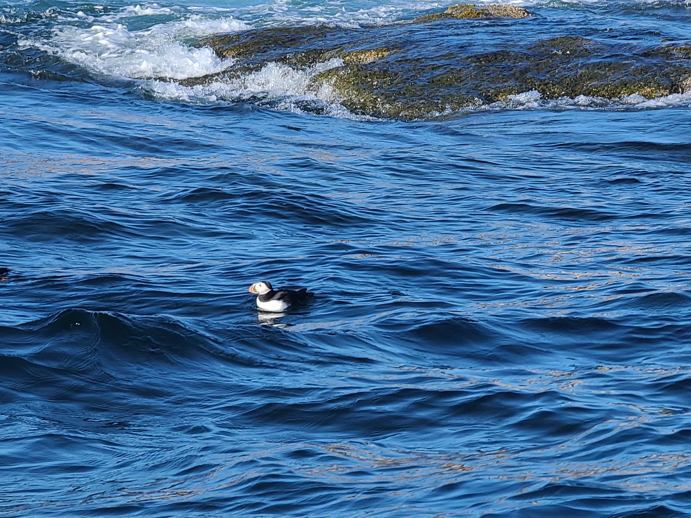 Two puffins swimming in blue ocean near a rocky area with waves.