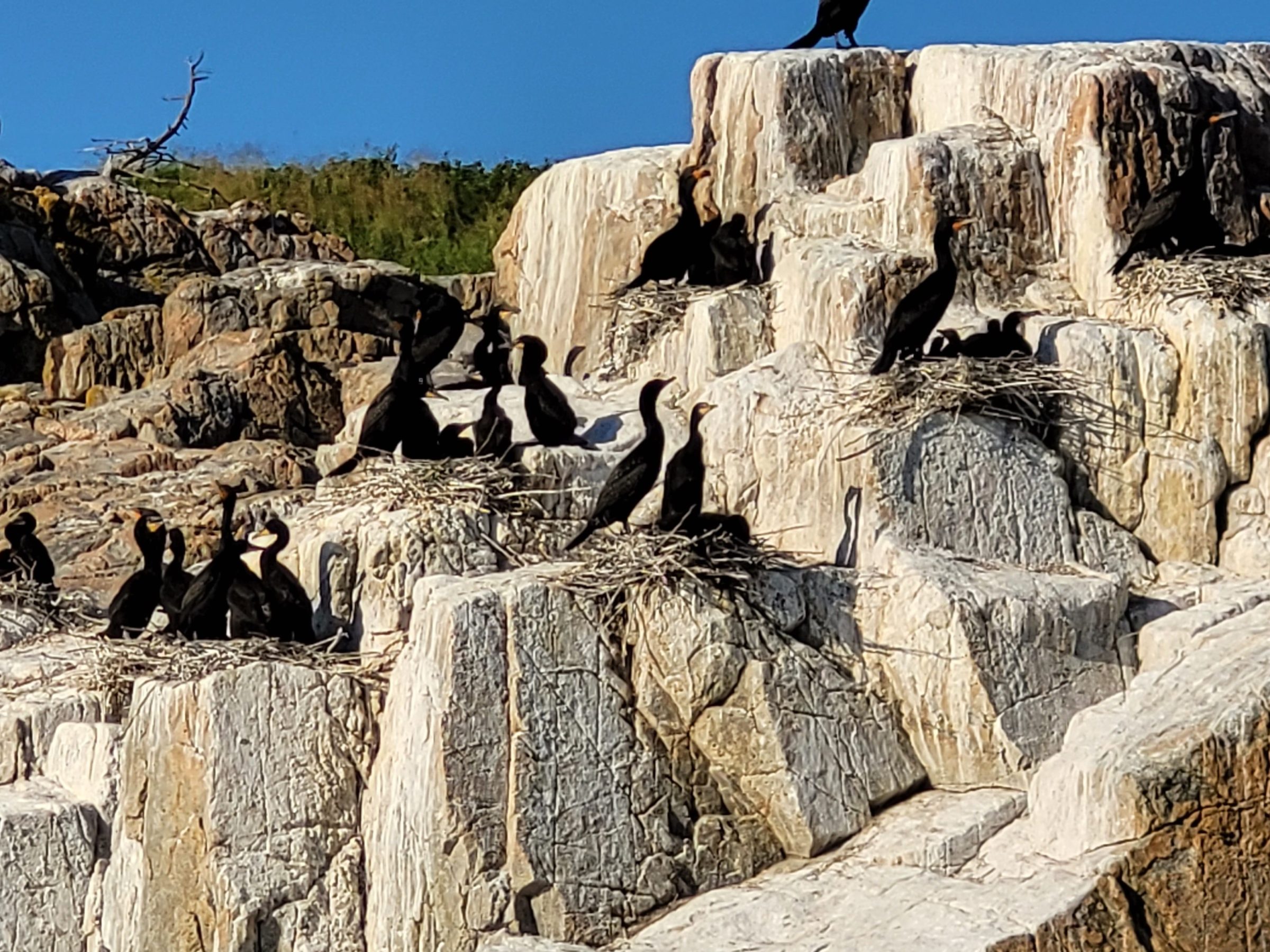 Several cormorants perched on rocky cliffs under a clear blue sky.