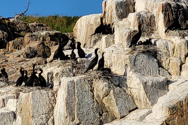 Several cormorants perched on rocky cliffs under a clear blue sky.