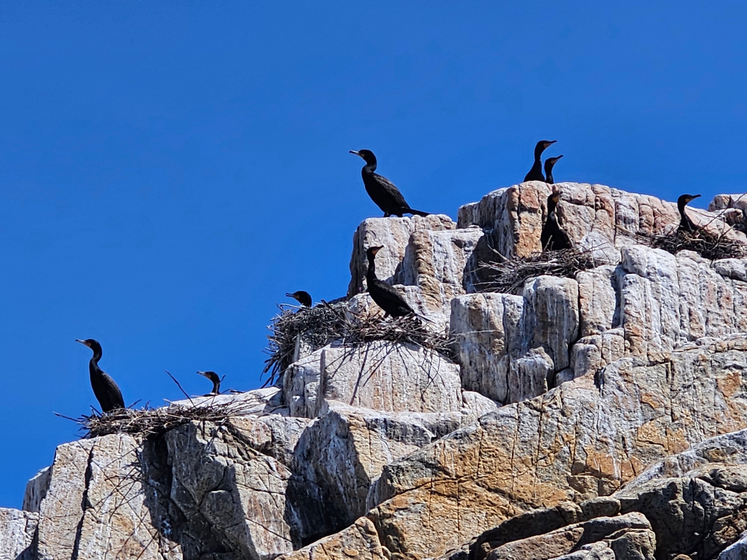 Several birds perched on rocky cliffs with nests against a clear blue sky.