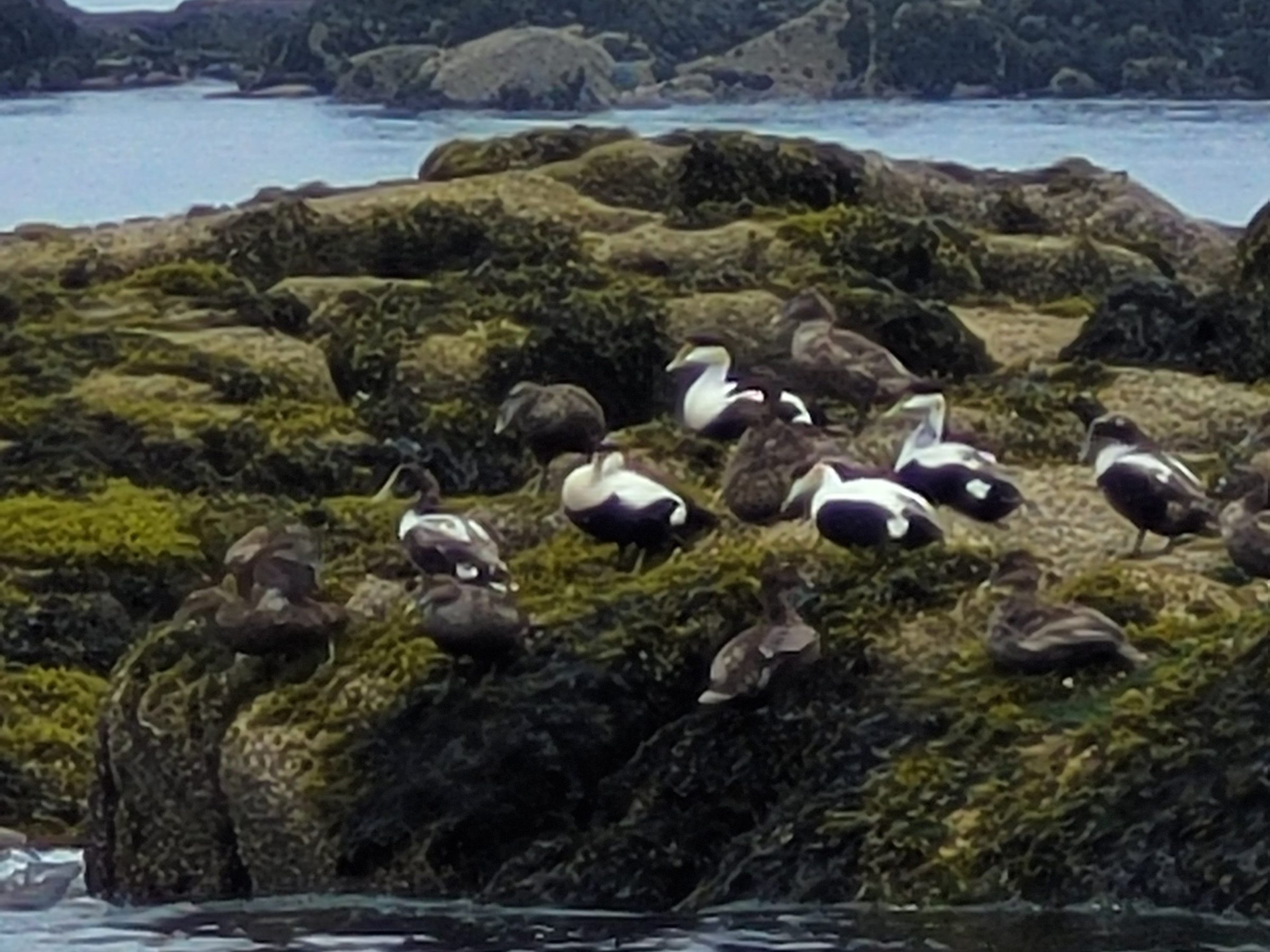 Group of birds resting on mossy rocks near water.