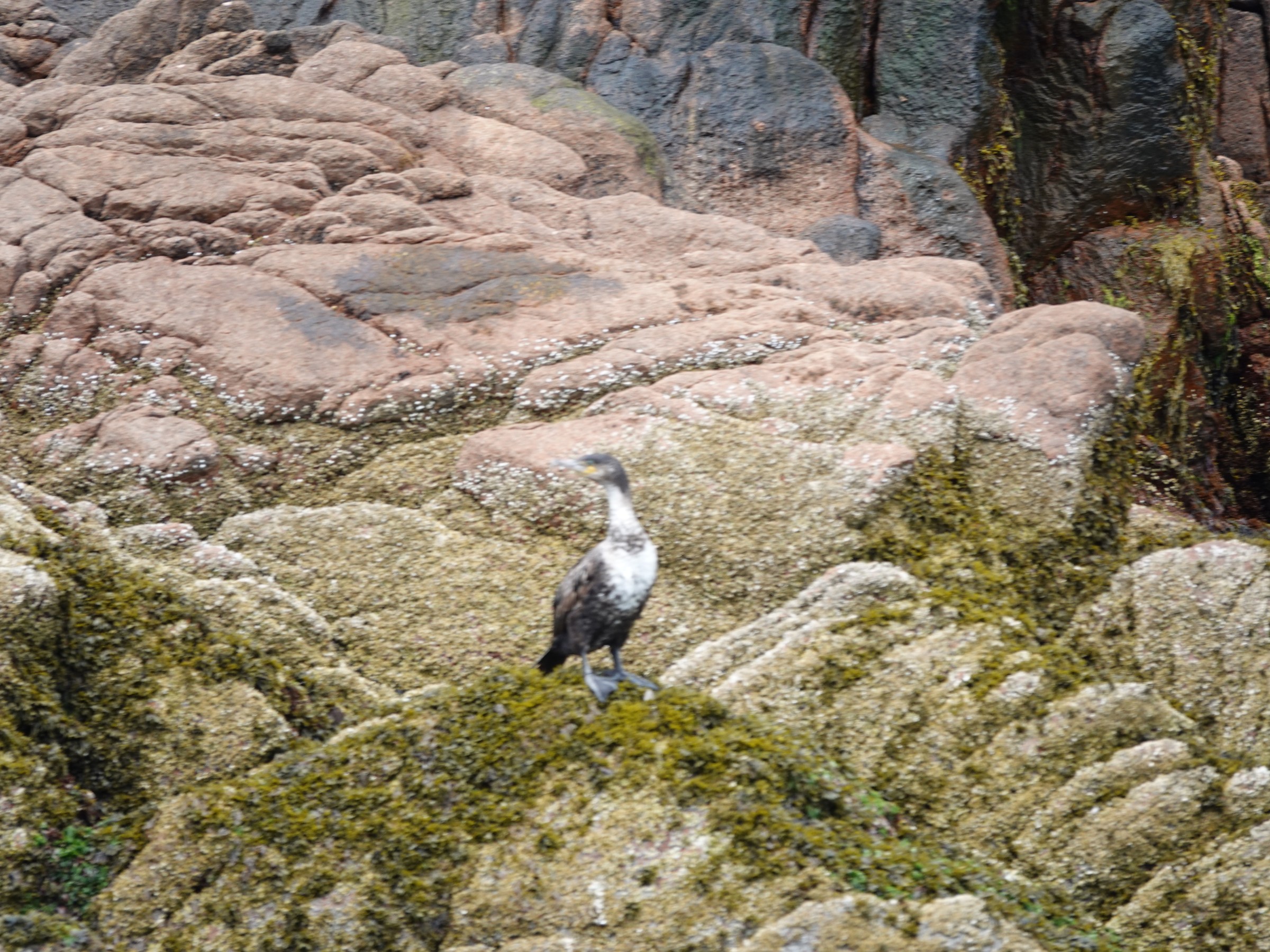 Bird perched on moss-covered rocks with rugged cliff in the background.