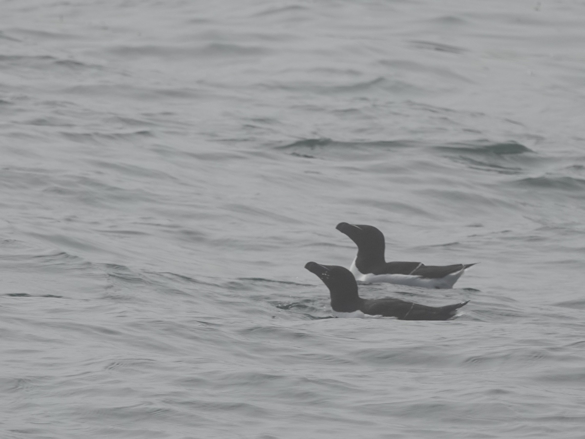 Two razorbills with black and white plumage swimming on a choppy sea