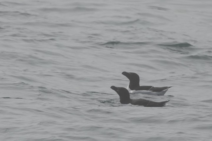 Two razorbills with black and white plumage swimming on a choppy sea