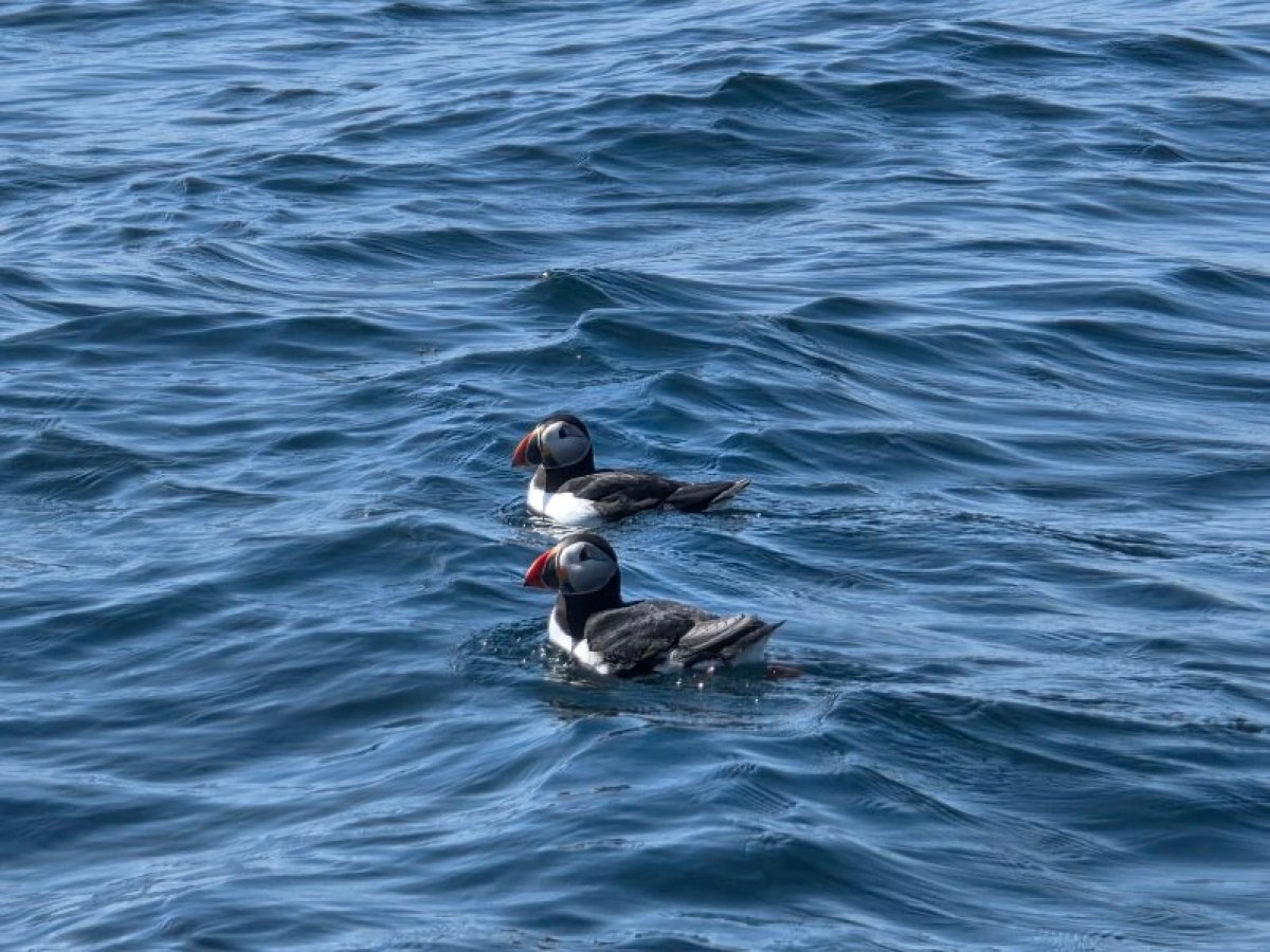 Two puffins floating on the blue ocean surface.