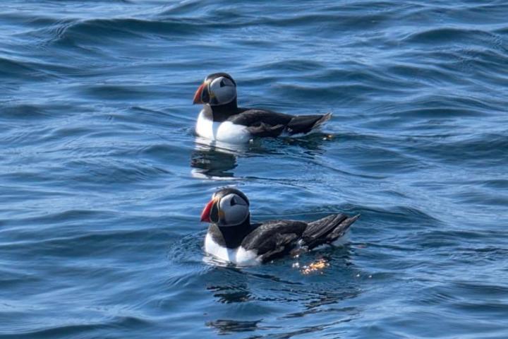 Two puffins with colorful beaks float on blue ocean water.