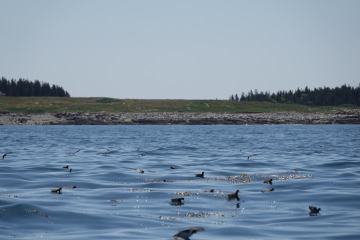 Birds flying above the ocean near a rocky shoreline with trees.