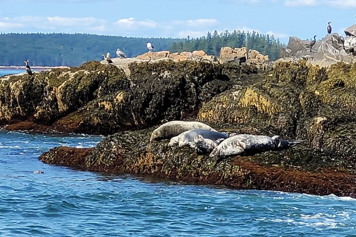 Seals resting on rocky shore with birds perched above, water in foreground.