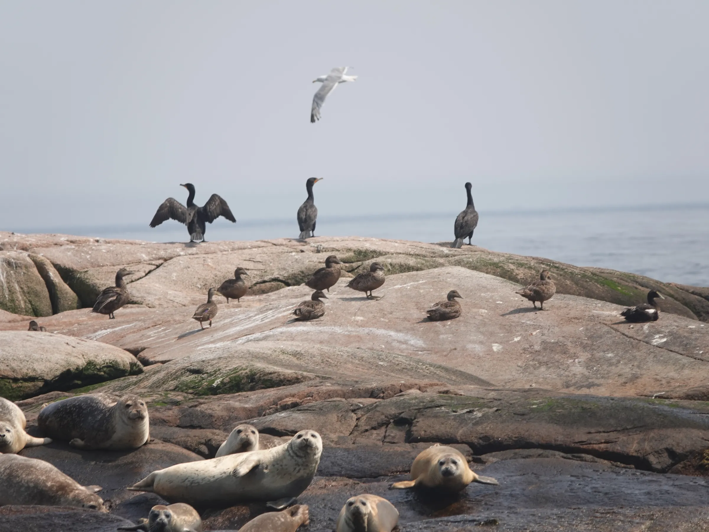 Seals resting on rocks with birds perched and flying above.