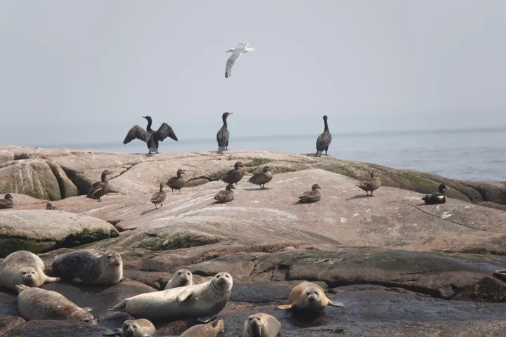 Seals resting on rocks with birds perched and flying above.