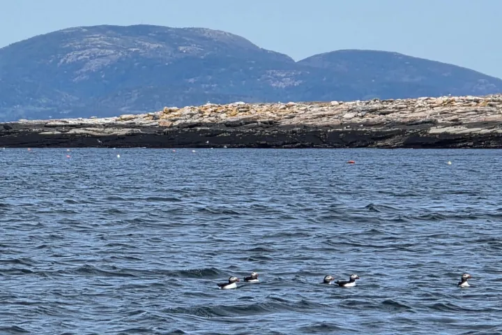 Seabirds swimming on the ocean with mountains in the background.