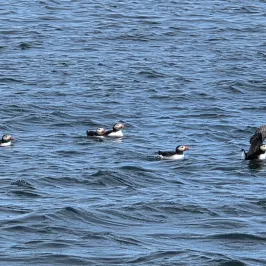 Five puffins swimming on the ocean surface.