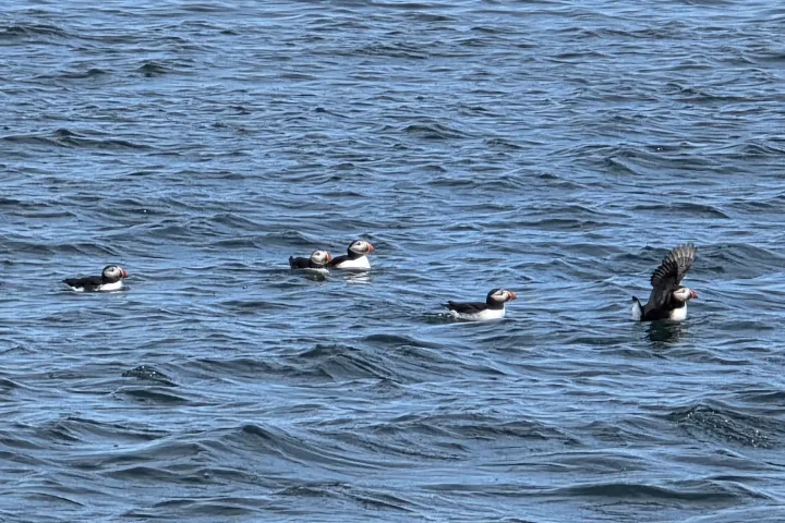 Five puffins swimming on the ocean surface.