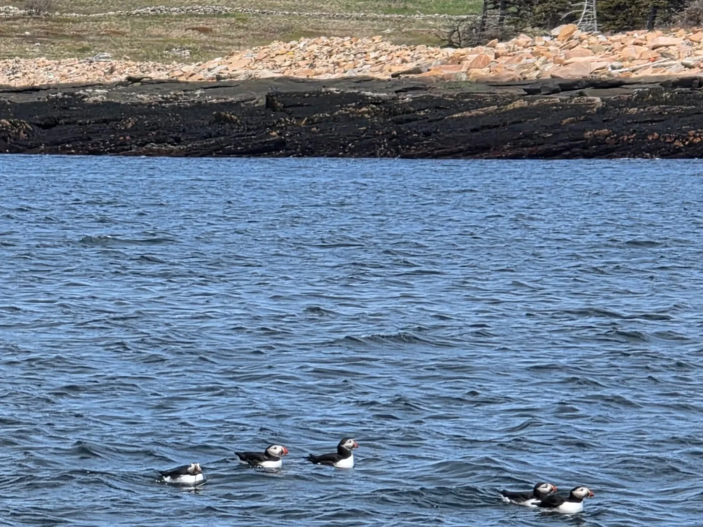 Four puffins swimming in the water near a rocky shoreline with grassy landscape in the background.