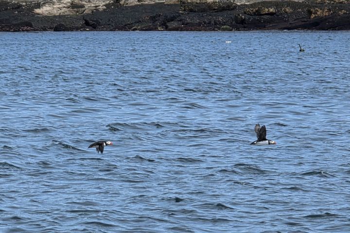 Two birds flying low above the sea near rocky shore.