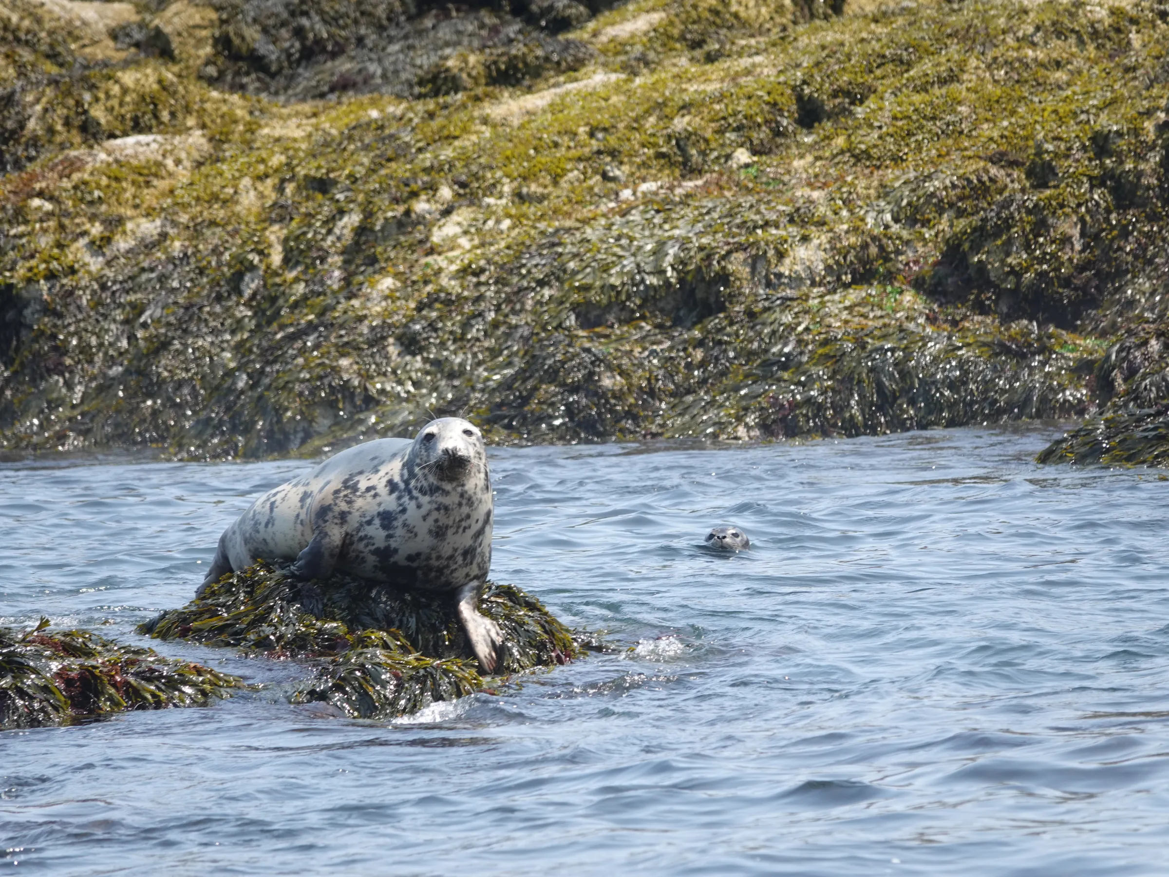 Seal on a rocky shore with another seal in water, surrounded by mossy rocks.